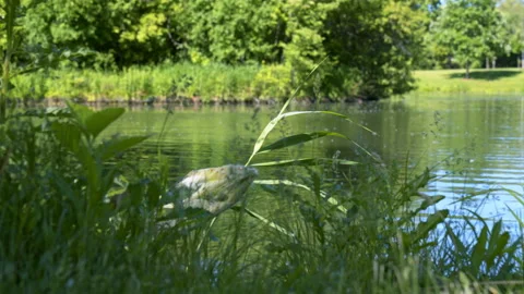 Weeds On Edge Of Pond, Medium, Slider Left to Right, 4K Apple ProRes Stock Footage 196469618