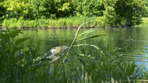 Weeds On Edge Of Pond, Medium, Slider Right to Left, 4K Apple ProRes Stock Footage 196469784