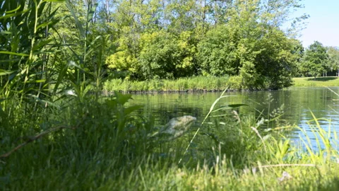 Weeds On Edge Of Pond, Wide, Slider Right to Left, 4K Apple ProRes Stock Footage 196469894