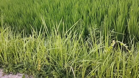 Weeds on the edge of the weighing paddy fields Stock Footage 225485218