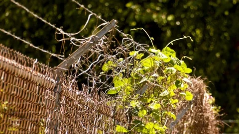 Weeds on a Fence Stock Footage 115949633