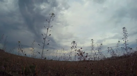 Weeds In The Field Video stock 62587901