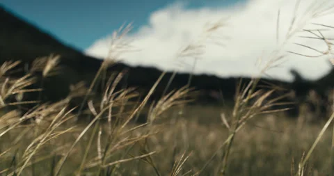 Weeds in a field. Stock Footage 323326046