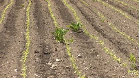 Weeds in field of young maize Stock-Footage 39672466