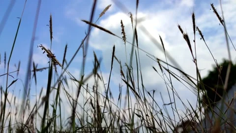 Weeds in the fields blown by the light breeze, perfect for the background Stock Footage 158779934