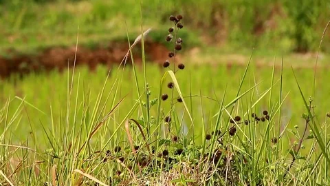 Weeds in the fields 스톡 동영상 116777085