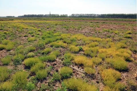 Weeds in the fields Stock Photos