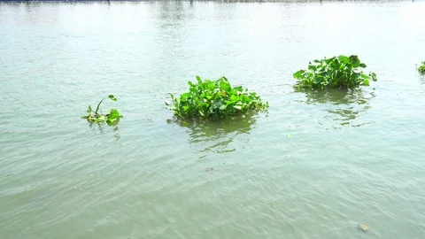 Weeds floating in the river Stock Footage 106221348