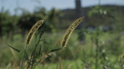 Weeds Stock Footage 73917668