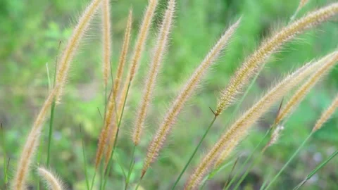 Weeds Stock Footage 159544539