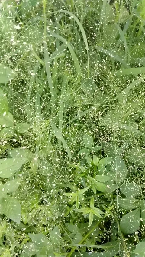 Weeds Stock-Footage 196767165