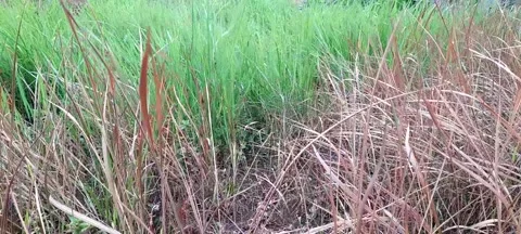 Weeds 動画素材 207386899