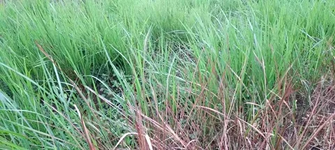 Weeds 動画素材 207397551