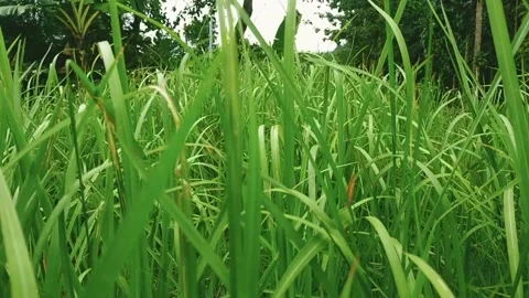 Weeds Stock Footage 233984181
