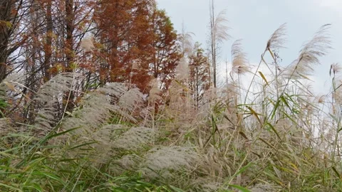 Weeds Stock Footage 234068473