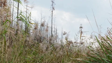 Weeds Stock Footage 234068474