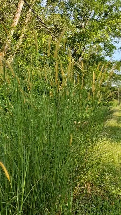 Weeds Stock Footage 244923477