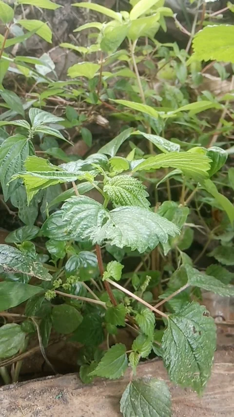 Weeds Video stock 281552366