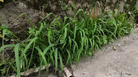 Weeds Stock Footage 340486679