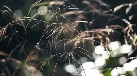 Weeds in the forest Stock Footage 20453903