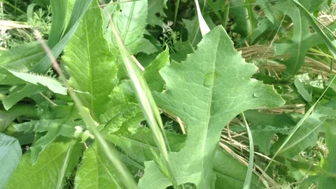 Weeds in the garden Stock Footage 70581179