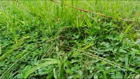 Weeds in the Garden Stock Footage 294961819