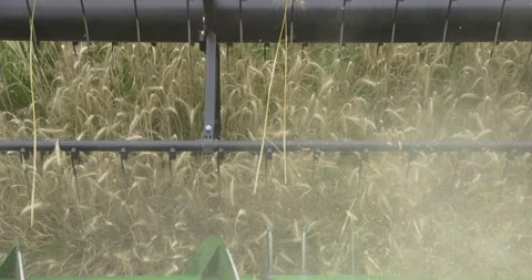 Weeds in the grain, 4K slomo Stock Footage 256342503