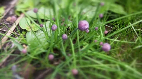 Weeds in the grass with chives Video stock 10823722