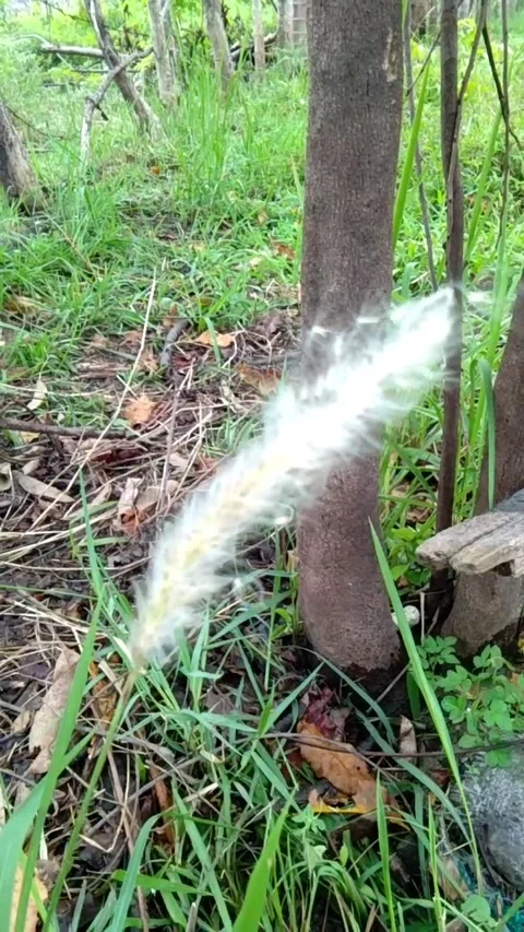 Weeds gress Video stock 218596215
