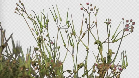Weeds grow time-lapse with alpha channel, 4K. Video stock 164415066