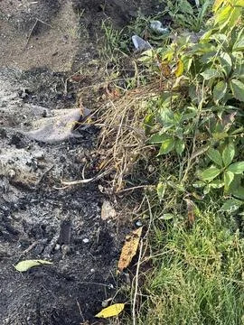 Weeds growing beside a patch of dark soil and ash Stock Photos
