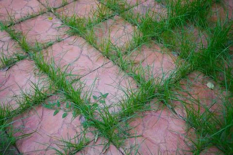 Weeds Growing Between Pavement Tiles. Stock Photos