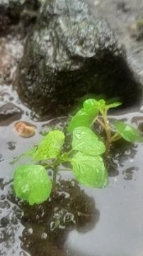 Weeds growing between the rocks Stock Photos