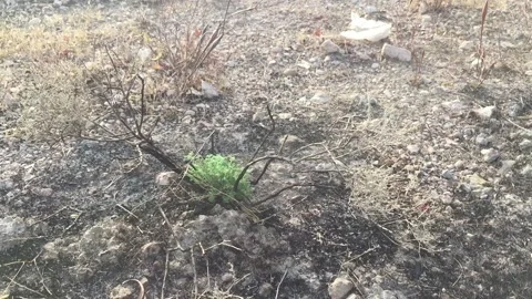 Weeds growing in desert Vídeo Stock 134908576