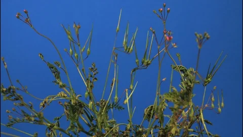 Weeds growing at edge of field in spring, 4K. Stock Footage 111091882