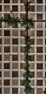 Weeds growing in the gaps in the ceramic floor Фото