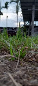 Weeds growing on the ground Stock Photos
