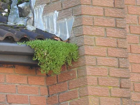 Weeds growing in the gutter Stock Photos