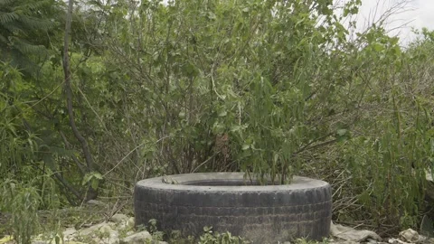 Weeds growing inside an old tire Stock Footage 272466941