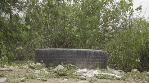 Weeds growing inside an old tire dumped in a natural environment Stock Footage 272468989