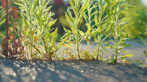 Weeds Growing Through Asphalt Close-Up — Slow Arc Shot with Parallax 库存影片 337373655