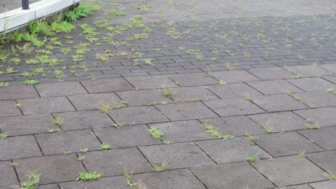 Weeds growing through cracks in a paved walkway as grass sprouts from the gaps Vídeos de archivo 312377433