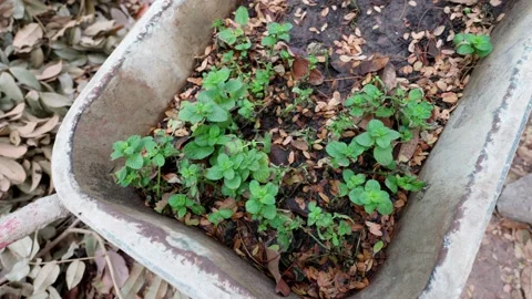 Weeds Growing in a Wheelbarrow Stock Footage 303787956