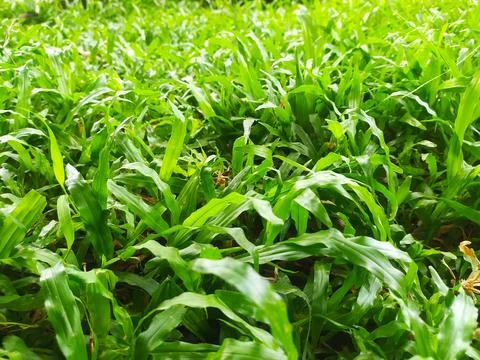 Weeds growing in the yard Stock Photos