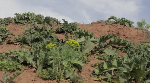 Weeds grown on reddish soil in a hot summer Stock Footage 59756478