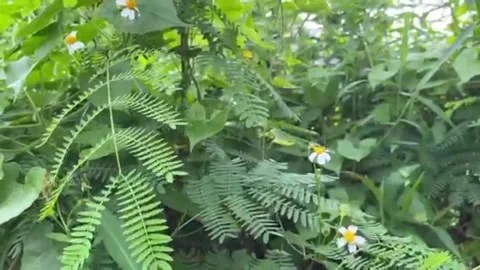 Weeds  ( Gulma ) Stock Footage 289003747