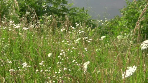 Weeds on a hill Stock Footage 461276