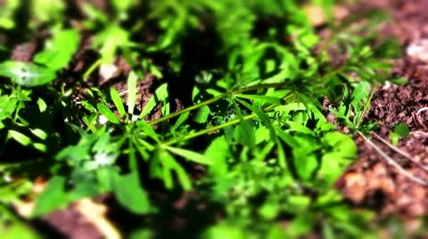 Weeds including sticky willy Video stock 10823935