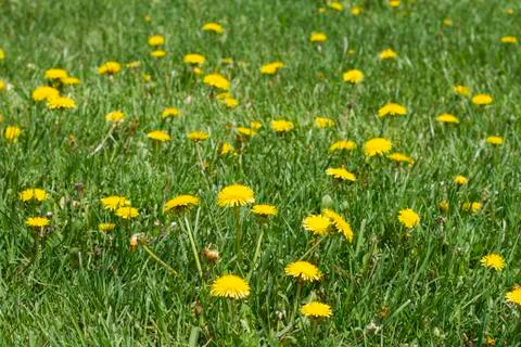 Weeds in Lawn Stock Photos