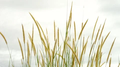 Weeds leaf Stock Footage 159545137